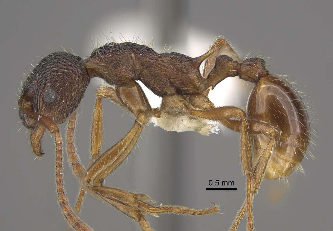 Plancia ëd <i>Myrmica curiosa</i>