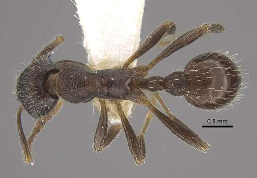 Image of Myrmica