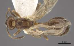 Image of Myrmica nitida