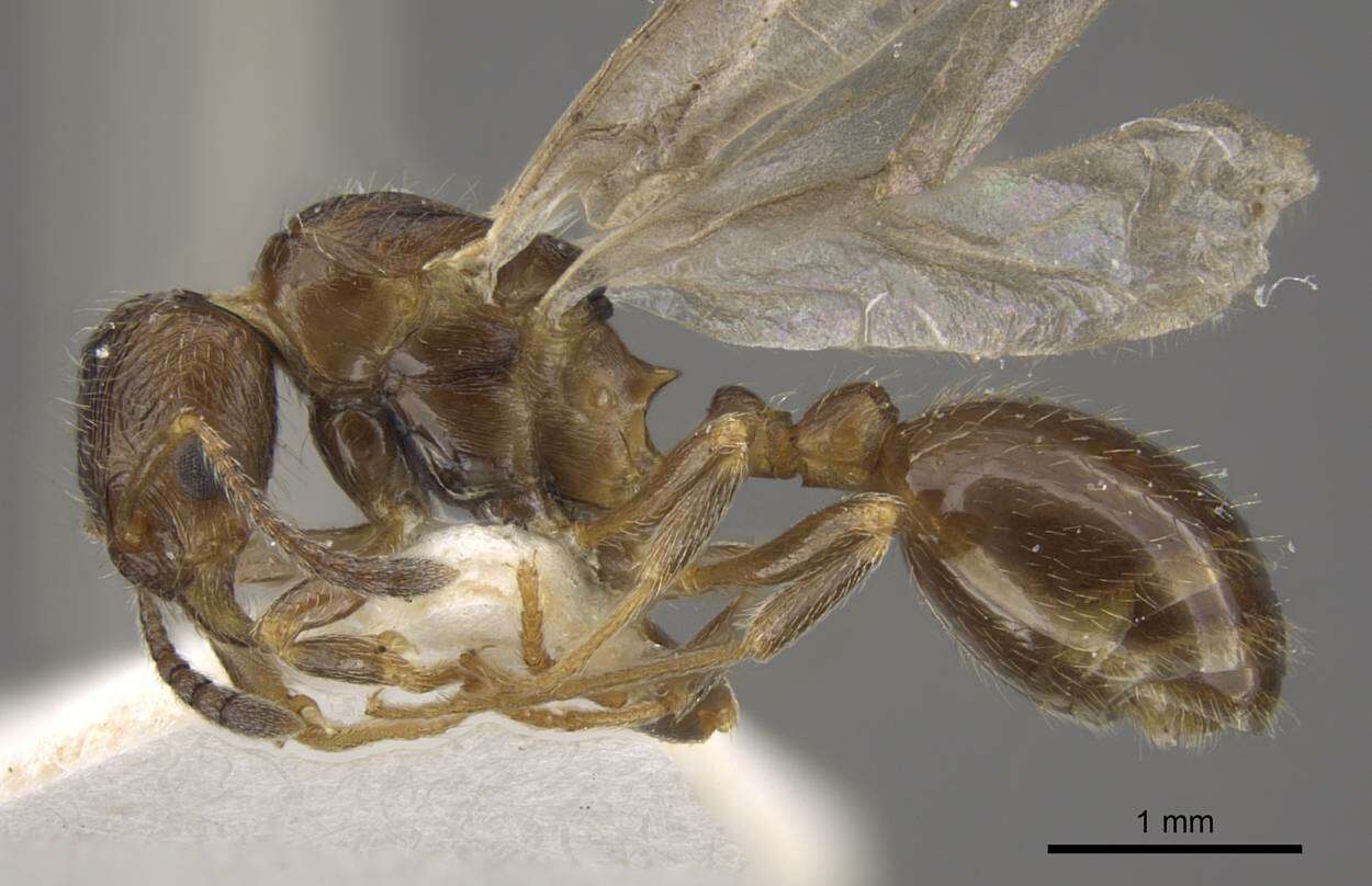 Image of Myrmica nitida