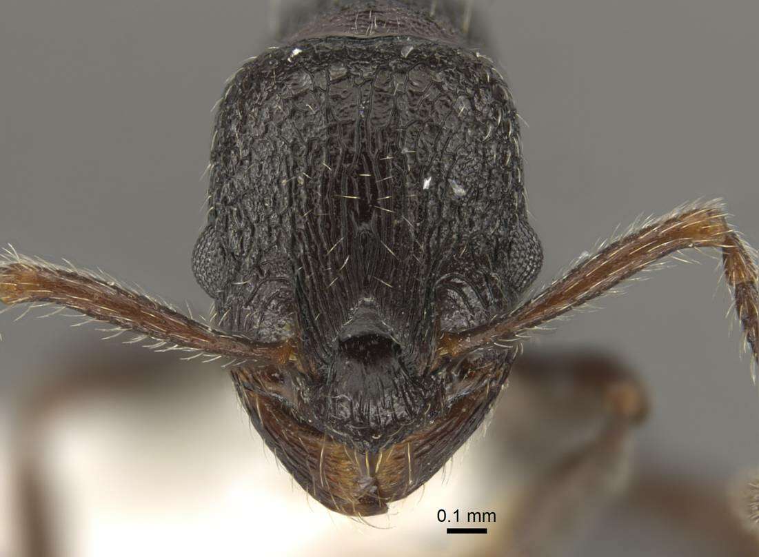 Imagem de Myrmica wardi