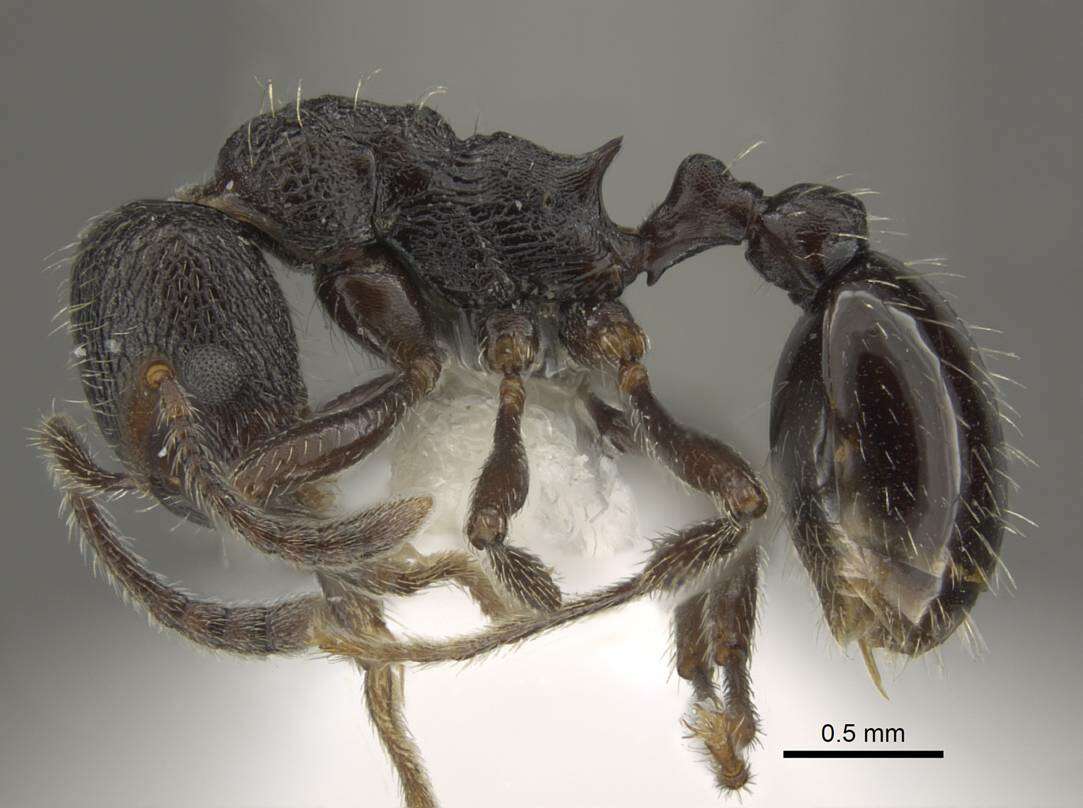 Imagem de Myrmica wardi