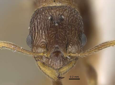 Image of <i>Myrmica fortior</i>