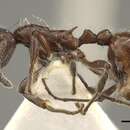 Image of Myrmica villosa