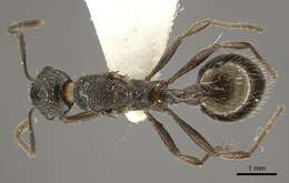 Image of <i>Myrmica multiplex</i>