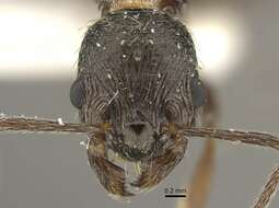 Image of <i>Myrmica multiplex</i>