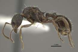 Image of <i>Myrmica multiplex</i>