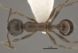 Image of <i>Myrmica phalacra</i>