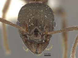 Image of <i>Myrmica phalacra</i>