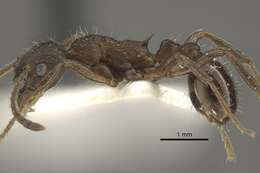 Image of <i>Myrmica phalacra</i>