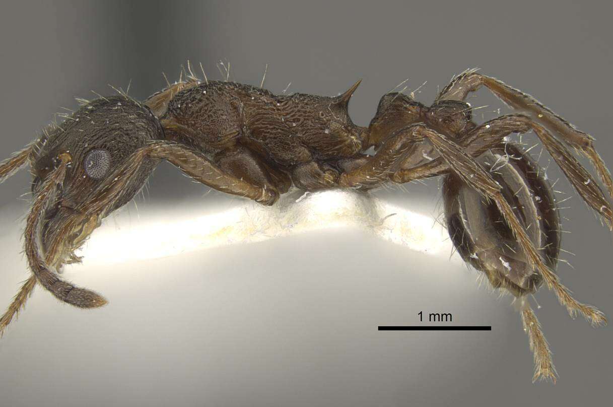 Image of <i>Myrmica phalacra</i>