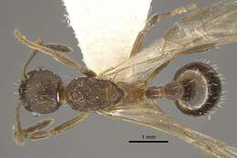 Image of <i>Myrmica phalacra</i>