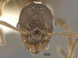 Image of <i>Myrmica phalacra</i>