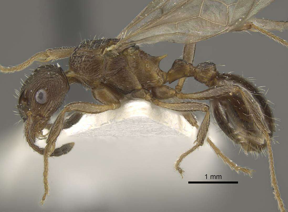 Image of <i>Myrmica phalacra</i>