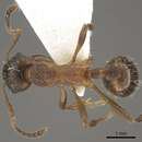 Image of <i>Myrmica taibaiensis</i>