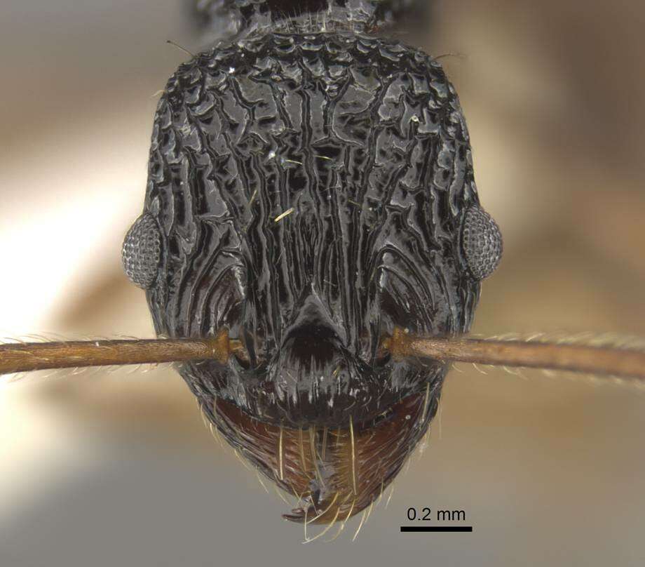 Imagem de Myrmica weberi