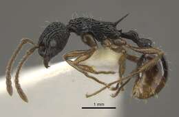 Imagem de Myrmica weberi