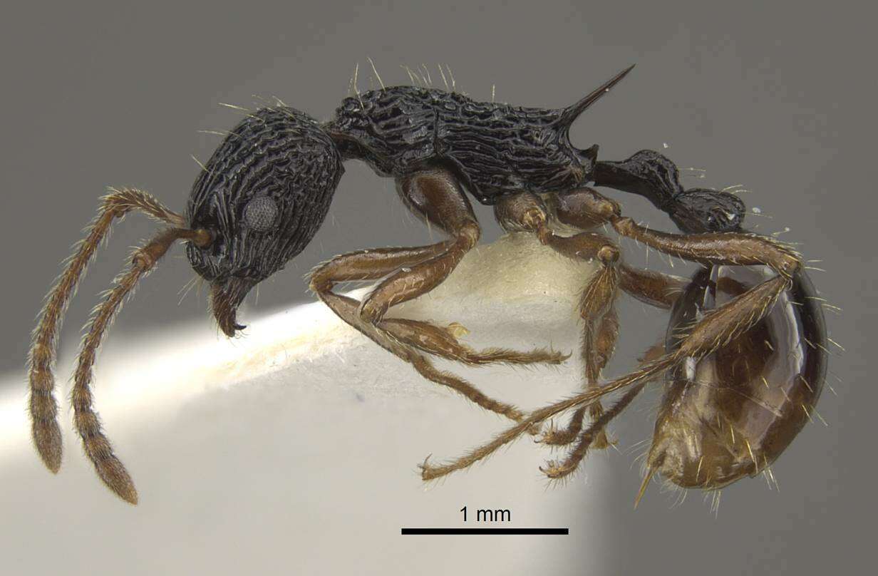 Imagem de Myrmica weberi