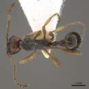 Imagem de <i>Myrmica pararitae</i>