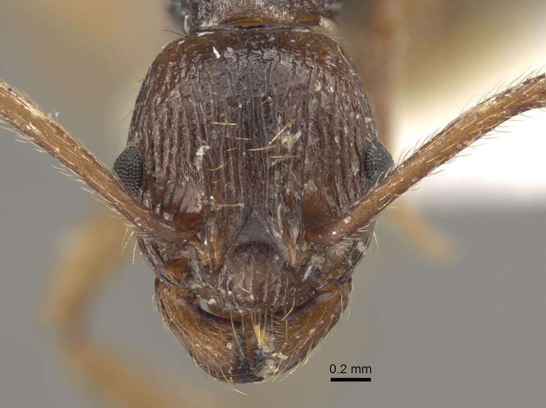 Image of <i>Myrmica pararitae</i>