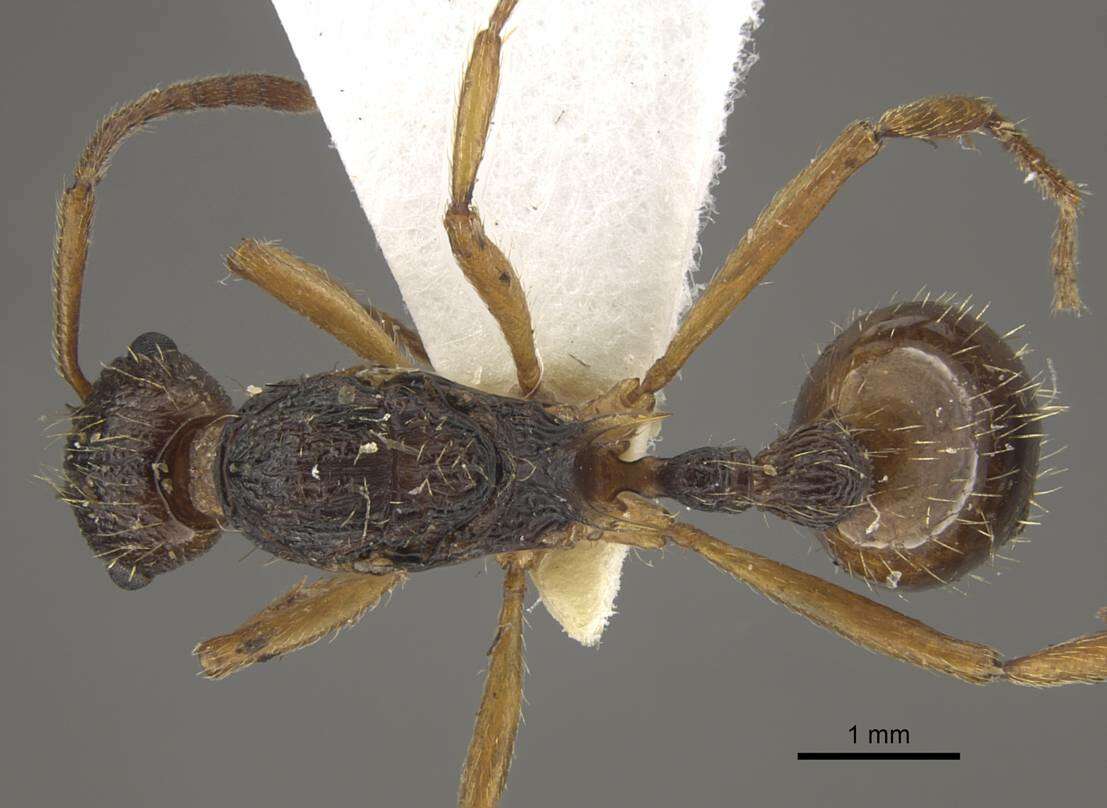 Image of <i>Myrmica pararitae</i>