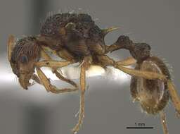 Image of <i>Myrmica pararitae</i>