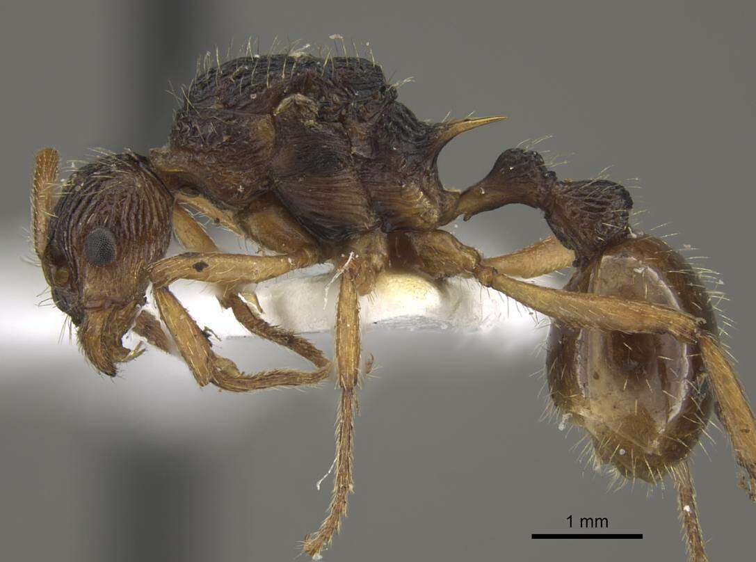 Image of <i>Myrmica pararitae</i>