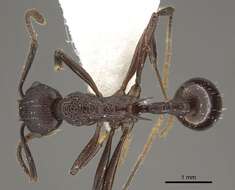 Image of <i>Myrmica boltoni</i>