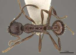 Image of <i>Myrmica collingwoodi</i>