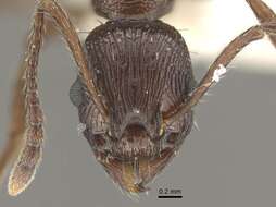 Image of <i>Myrmica collingwoodi</i>