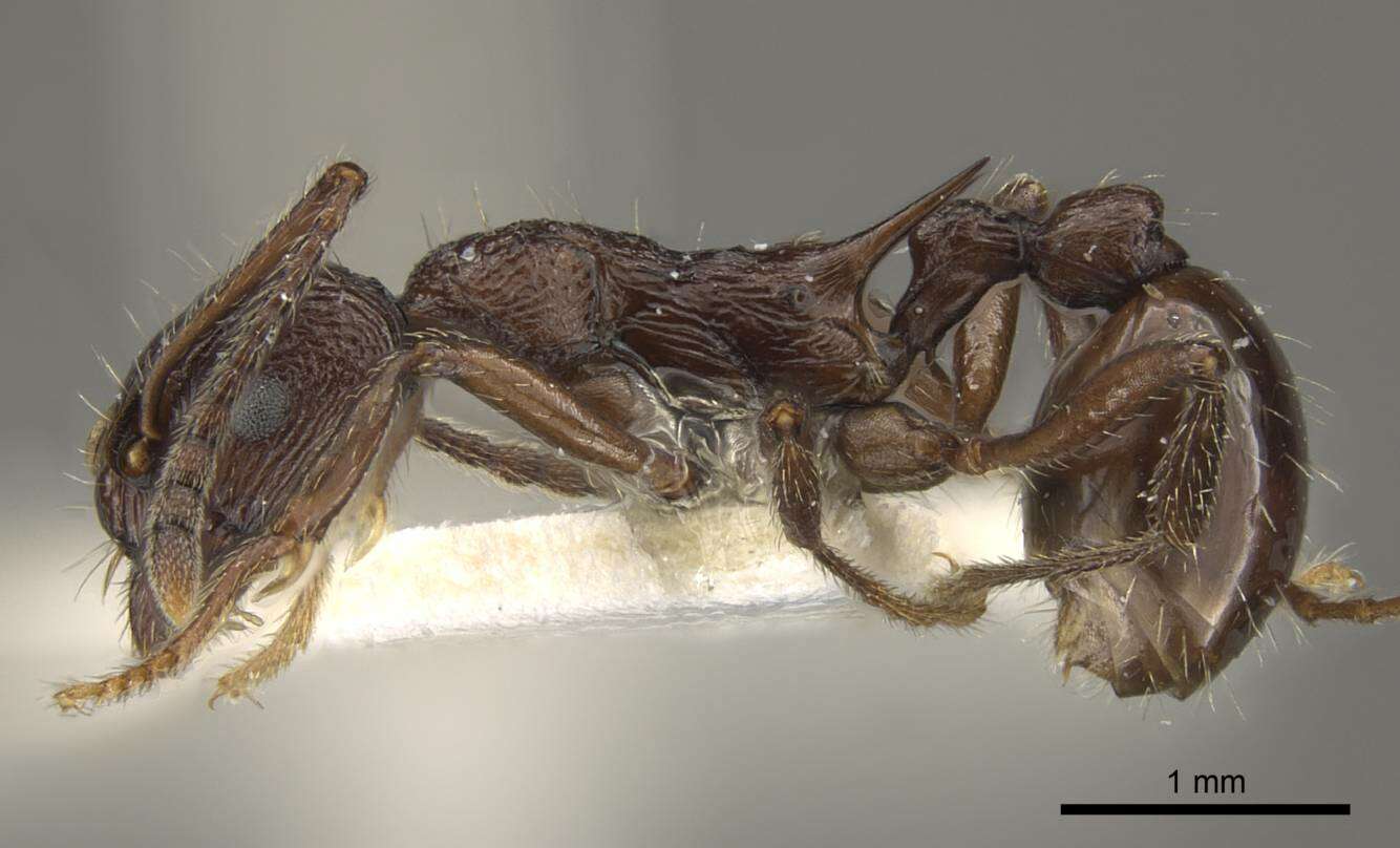 Image of <i>Myrmica collingwoodi</i>