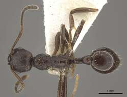 Plancia ëd Myrmica martensi