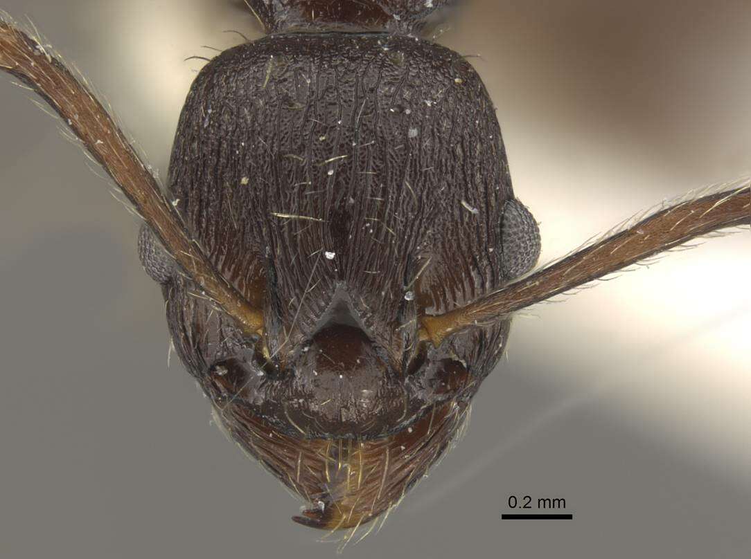 Plancia ëd Myrmica martensi