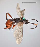 Image of Ichneumon stenocerus Thomson 1887