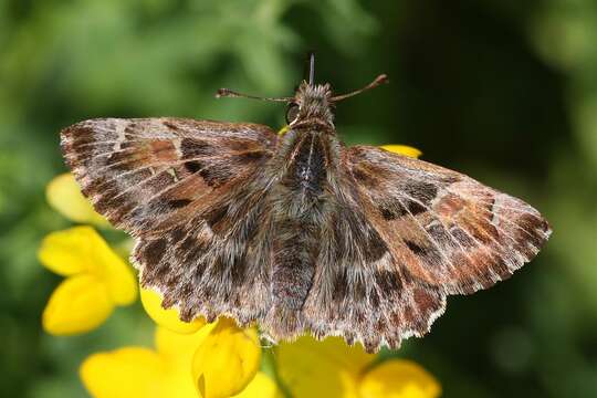 Image of Mallow Skipper