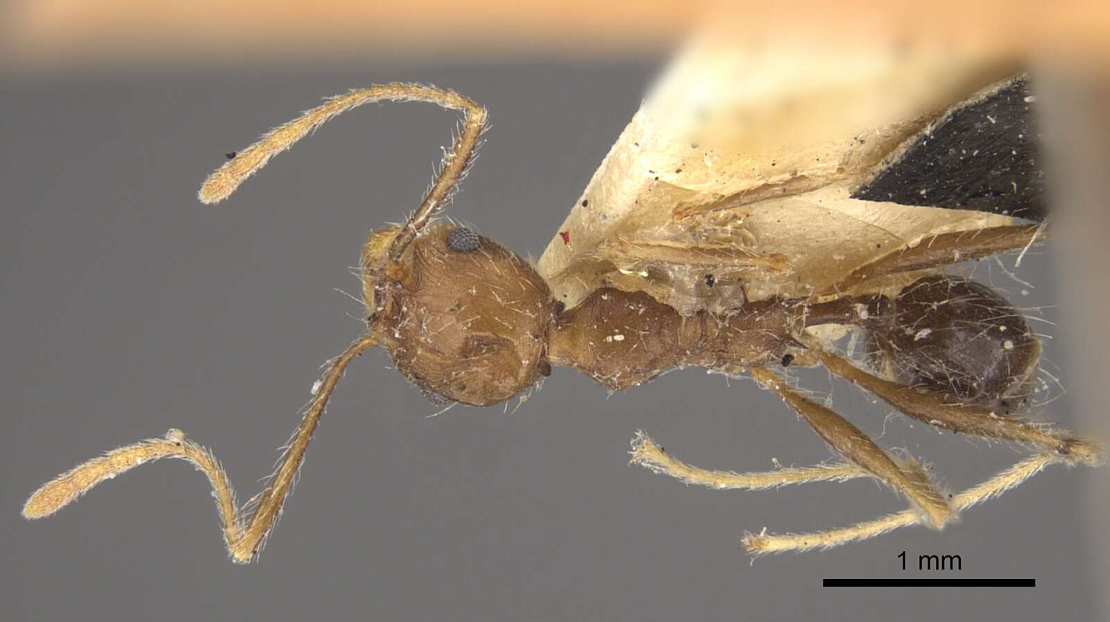 Image of Pheidole concinna Santschi 1910