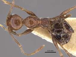 Image of Pheidole fallax Mayr 1870