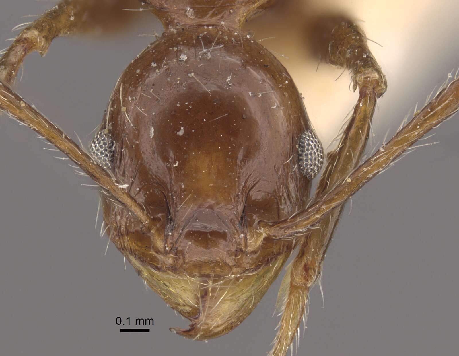 Image of Pheidole fallax Mayr 1870