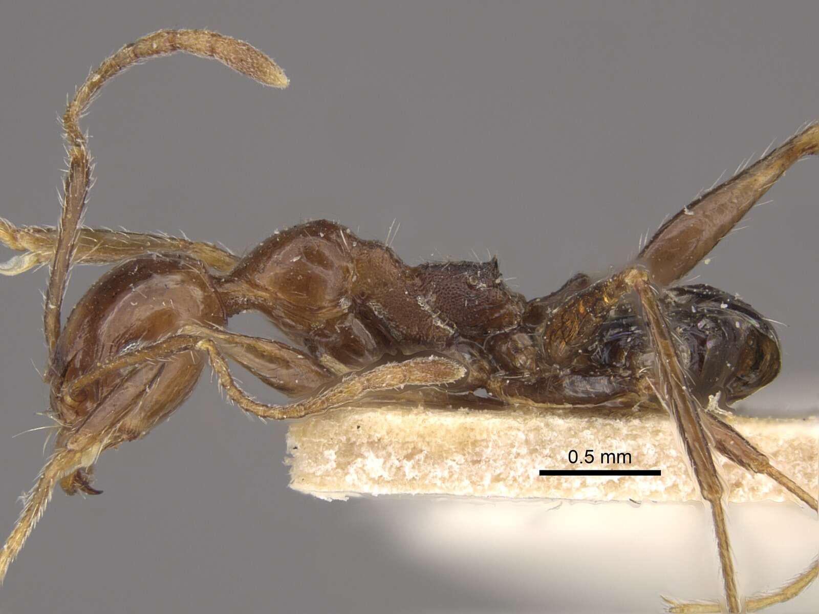 Image of Pheidole fallax Mayr 1870