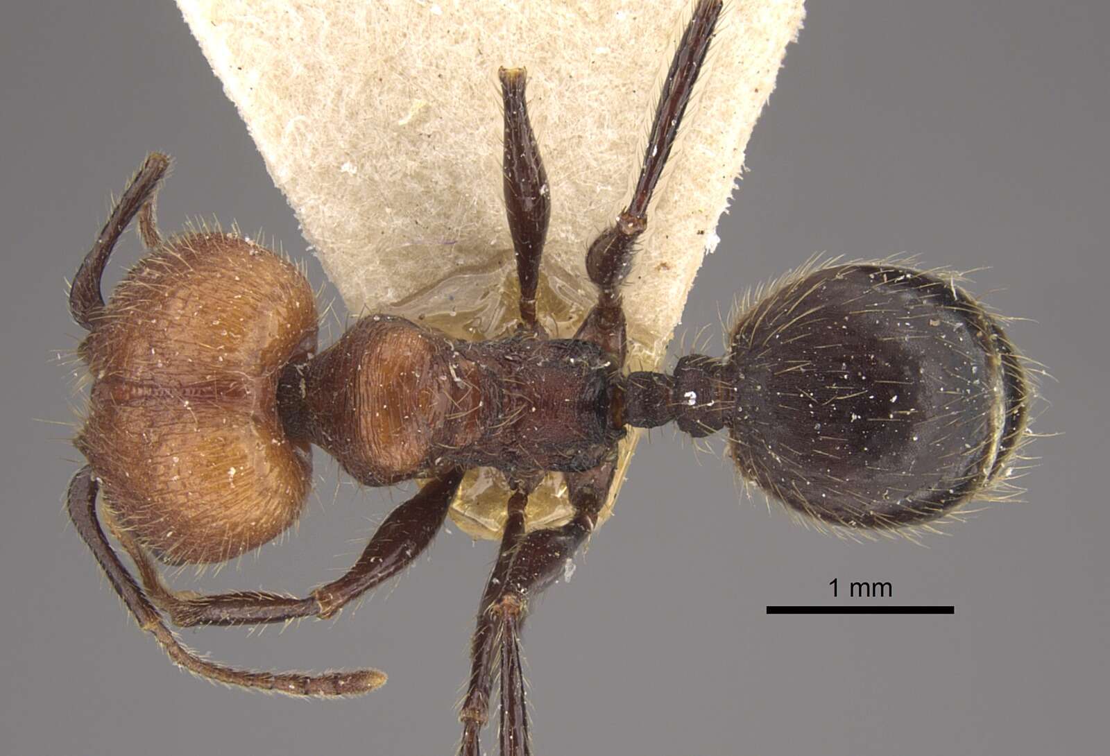 Image of Pheidole fallax Mayr 1870