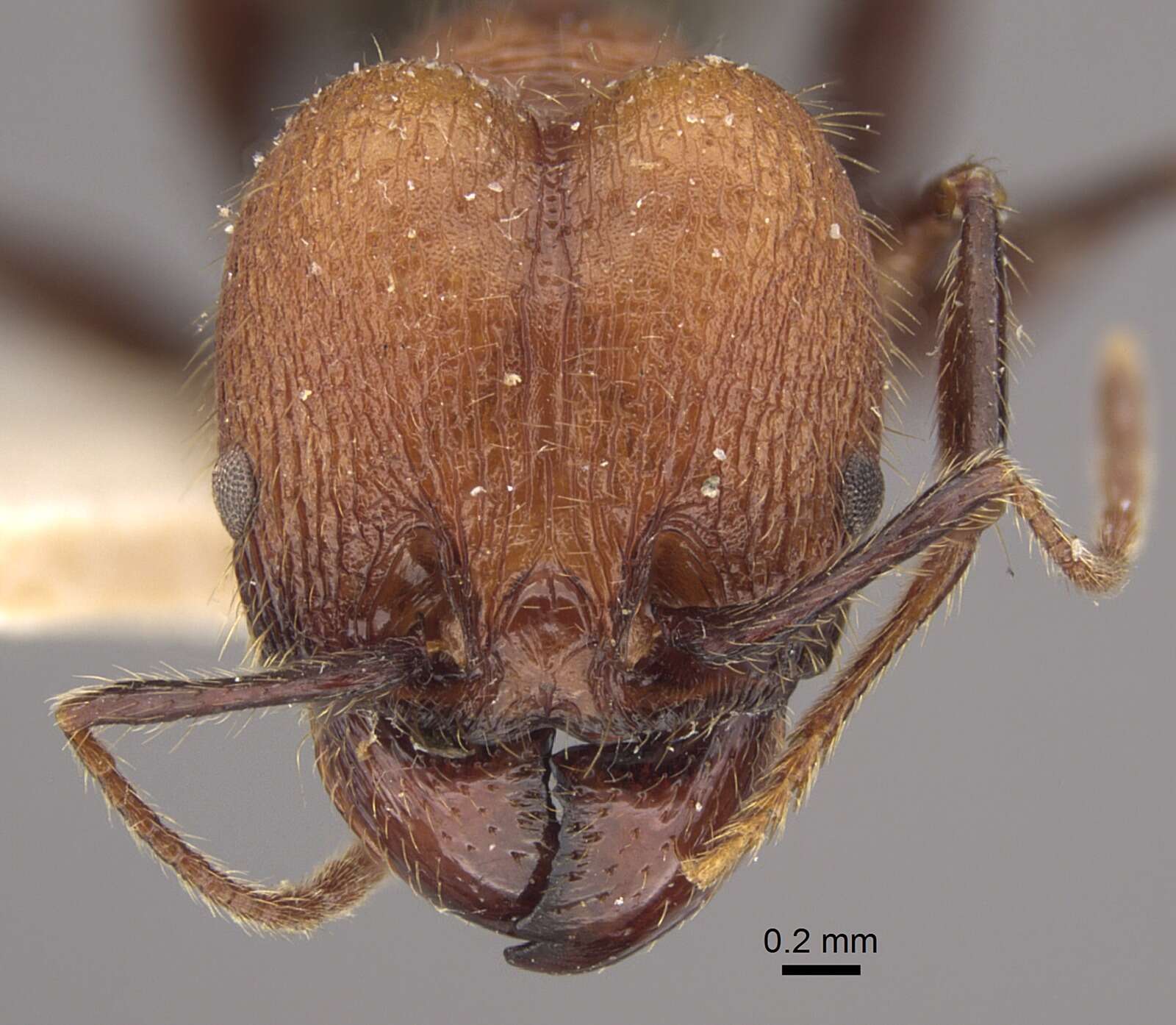 Image of Pheidole fallax Mayr 1870