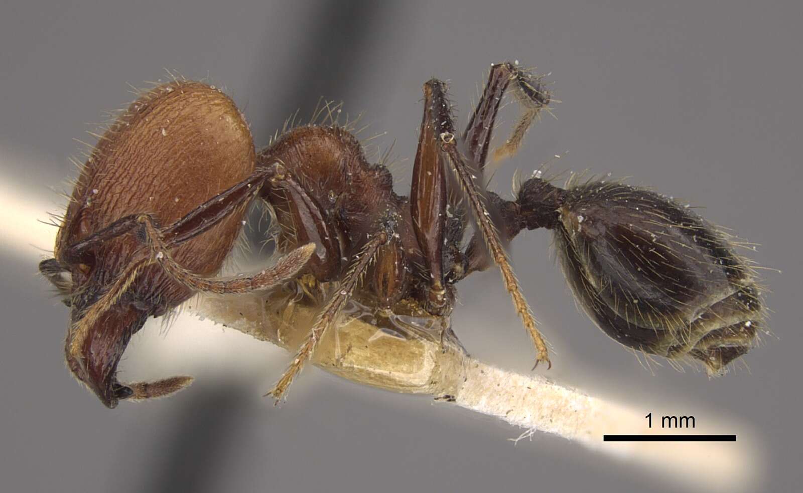 Image of Pheidole fallax Mayr 1870