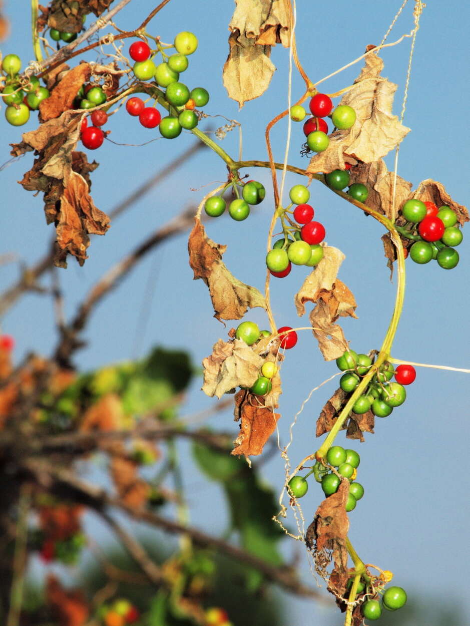 Image of Cretan bryony