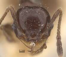 Image of Pheidole bilimeki Mayr 1870