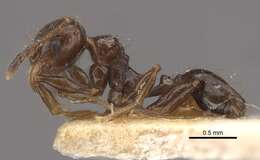 Image of Pheidole bilimeki Mayr 1870