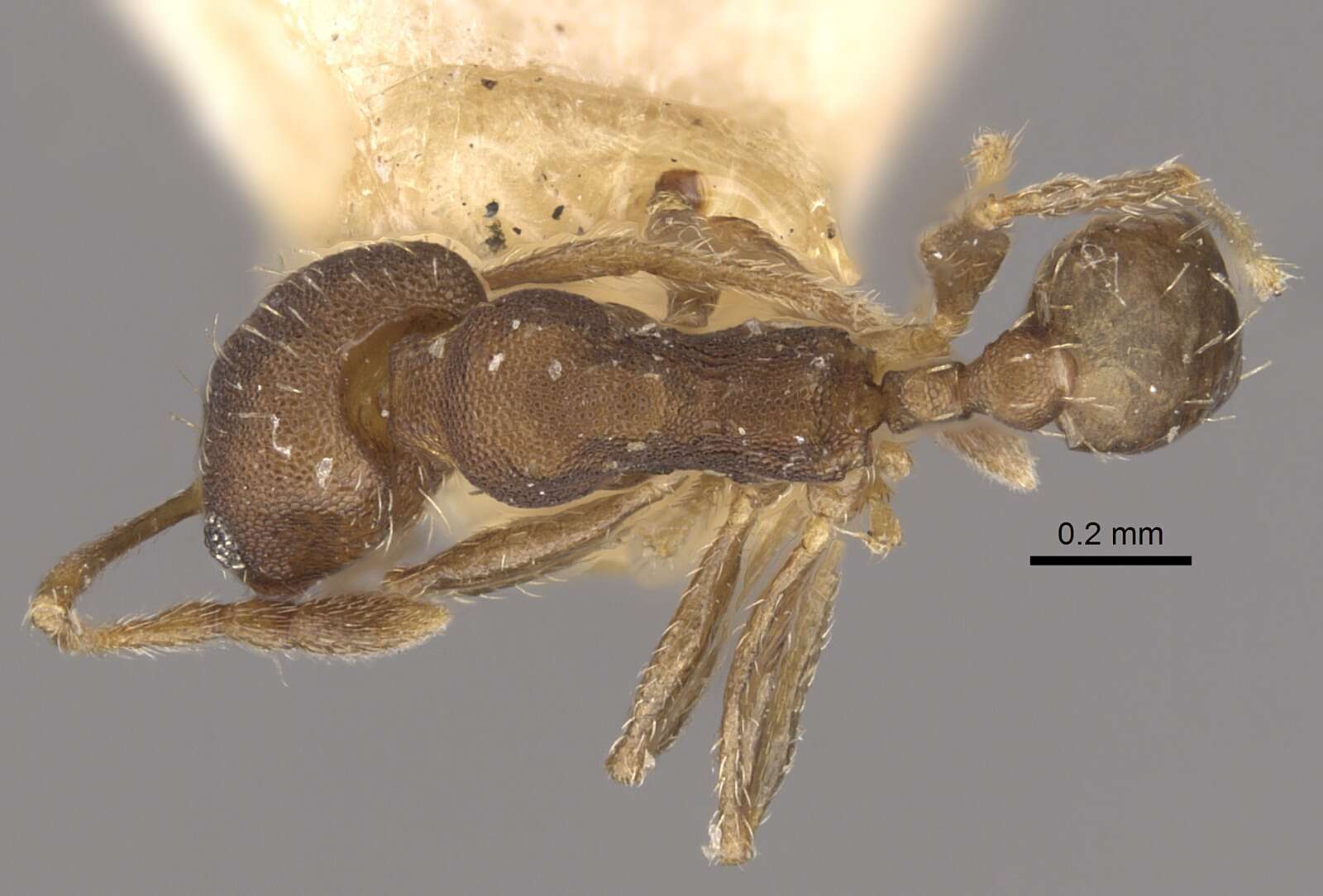 Image of Pheidole bilimeki Mayr 1870