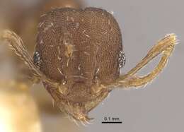 Image of Pheidole bilimeki Mayr 1870