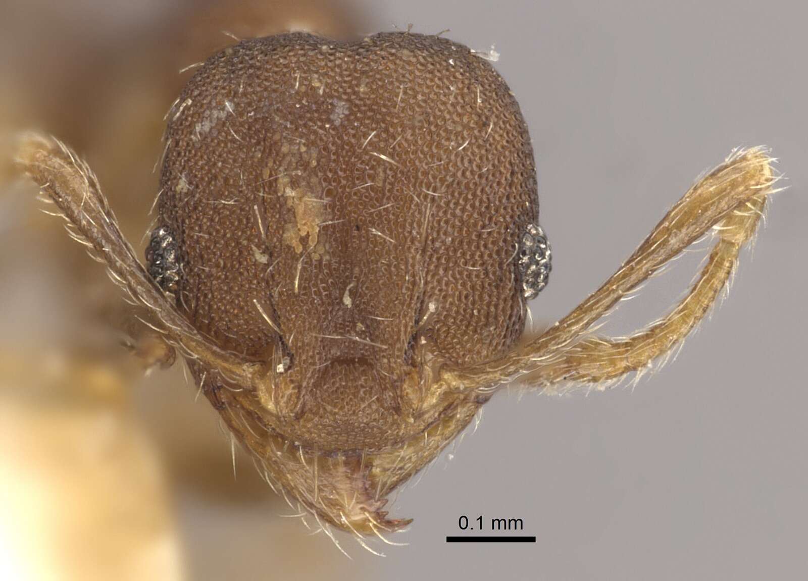 Image of Pheidole bilimeki Mayr 1870