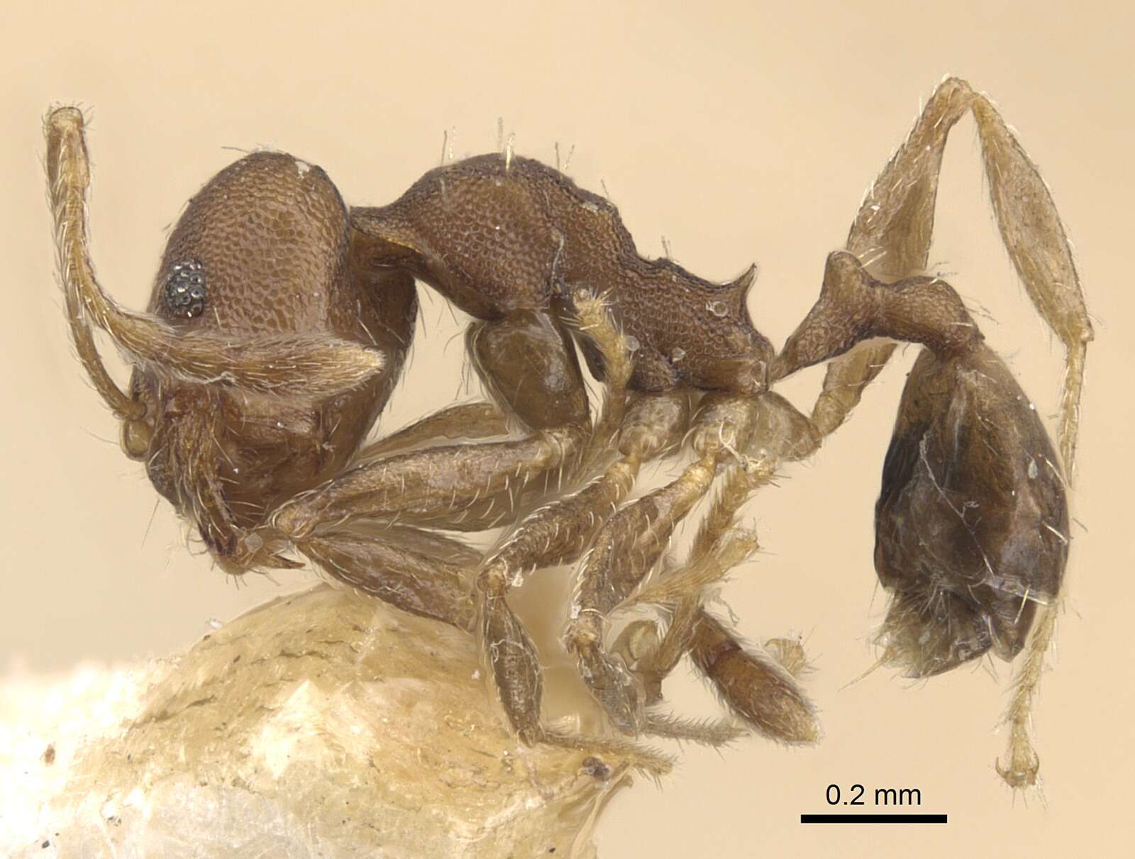 Image of Pheidole bilimeki Mayr 1870