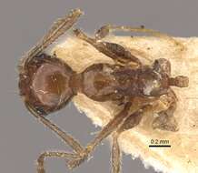 صورة Pheidole longiscapa Forel 1901